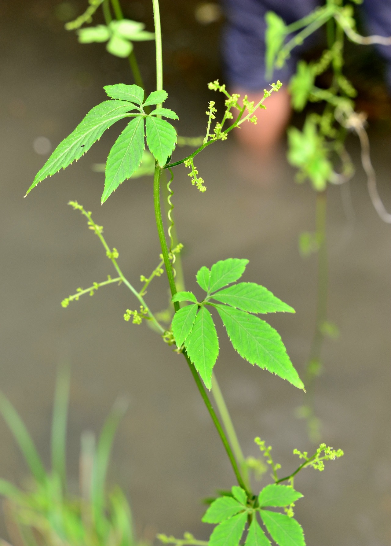 小溪保护区植物绞股蓝一