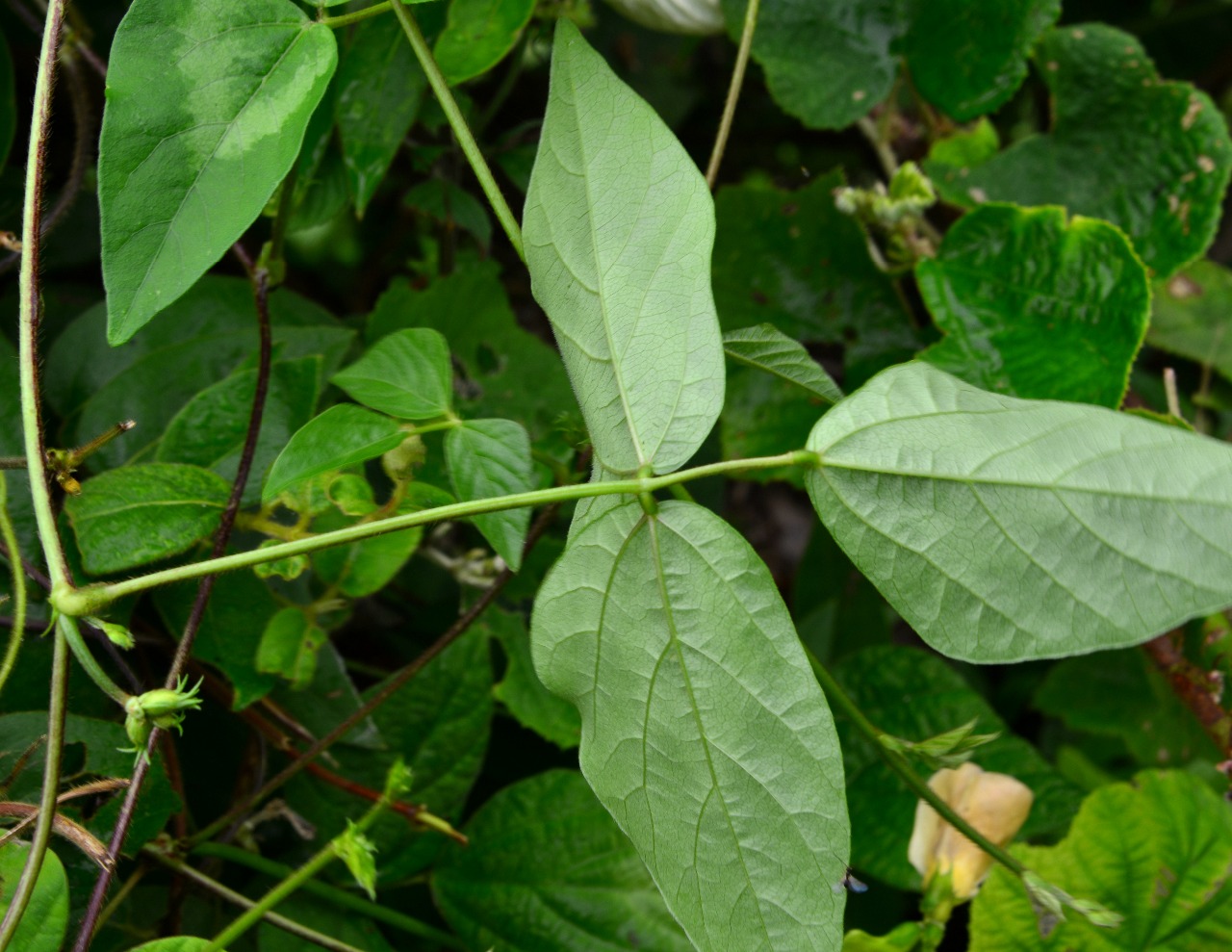 野生豇豆植物图片大全图片