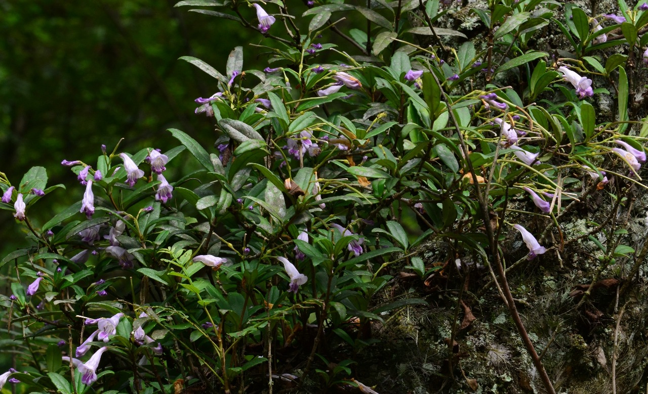 小溪保护区植物吊石苣苔一
