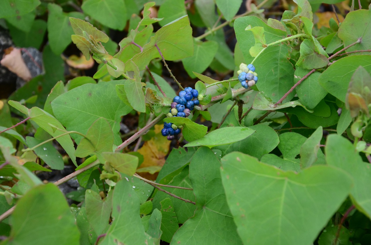 小溪保护区植物杠板归二