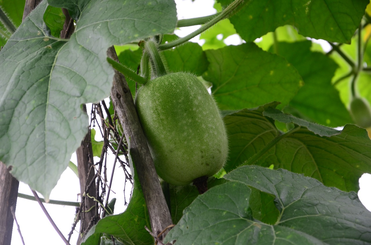 小溪保护区栽培植物-冬瓜(二)