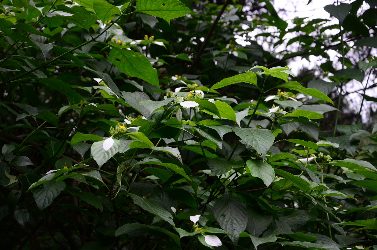 小溪保护区植物-大叶白纸扇 (一)