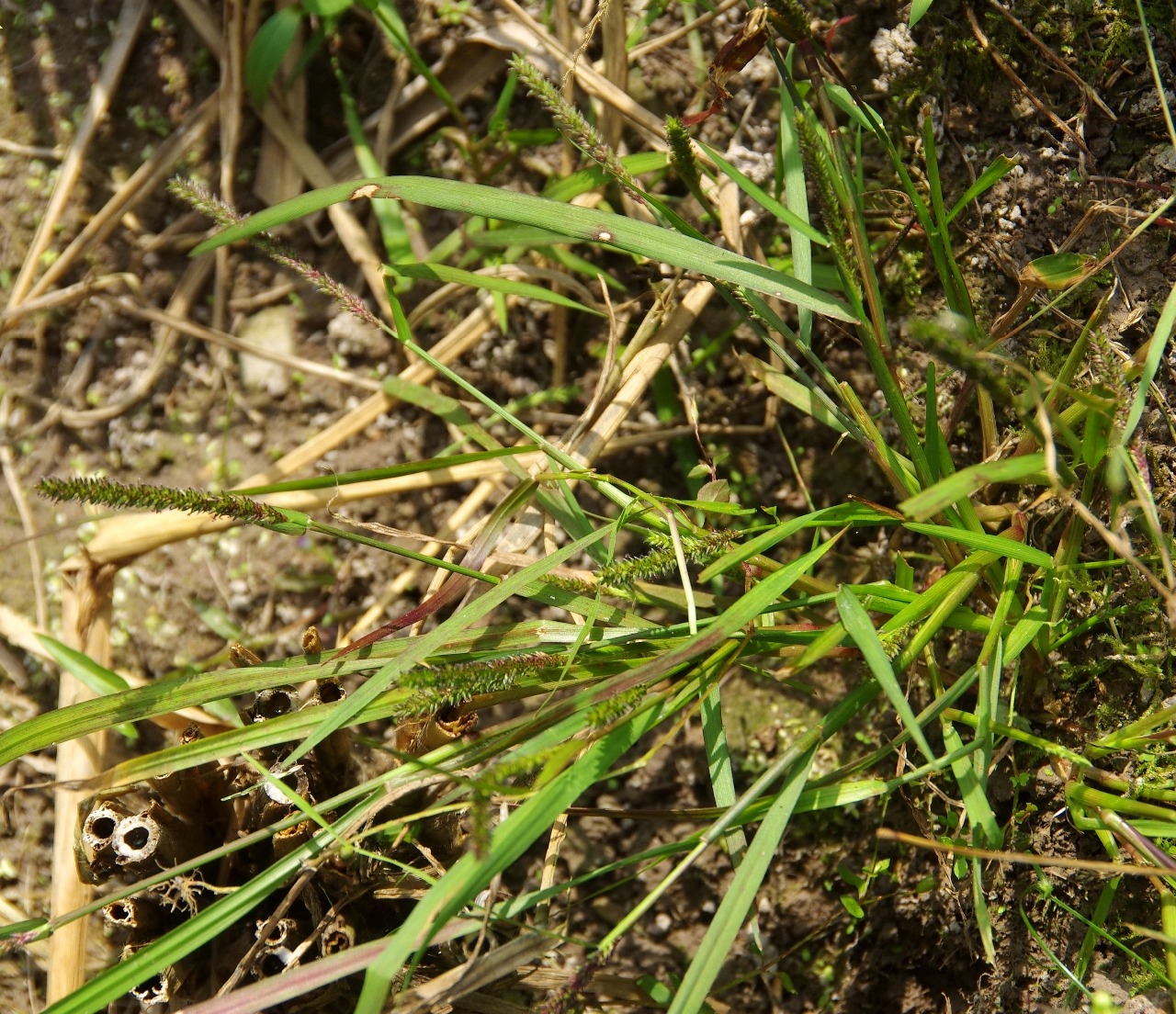高望界保护区植物毛颖草一