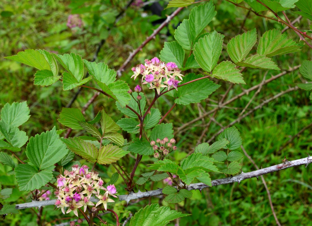 高望界保护区植物插田泡二