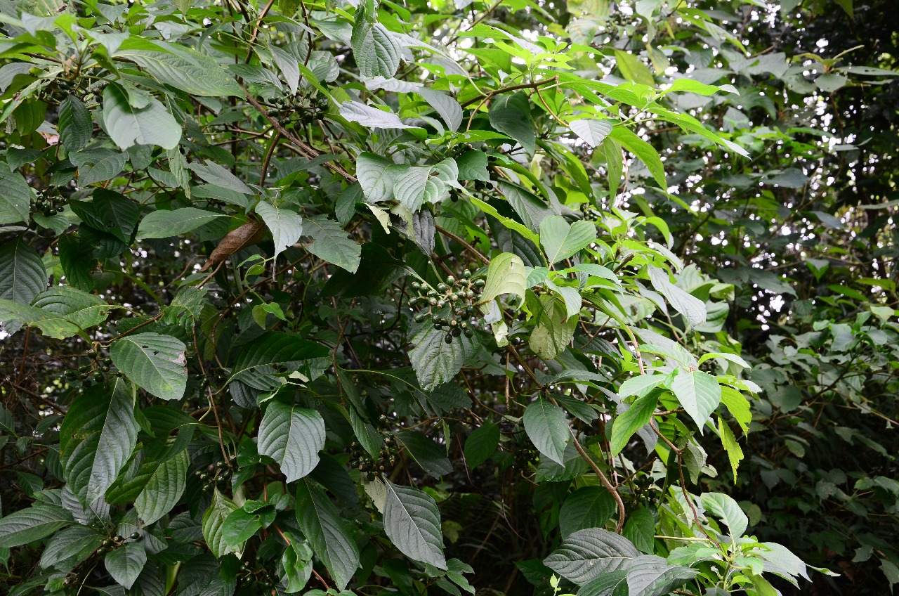 武夷山植物大叶白纸扇一