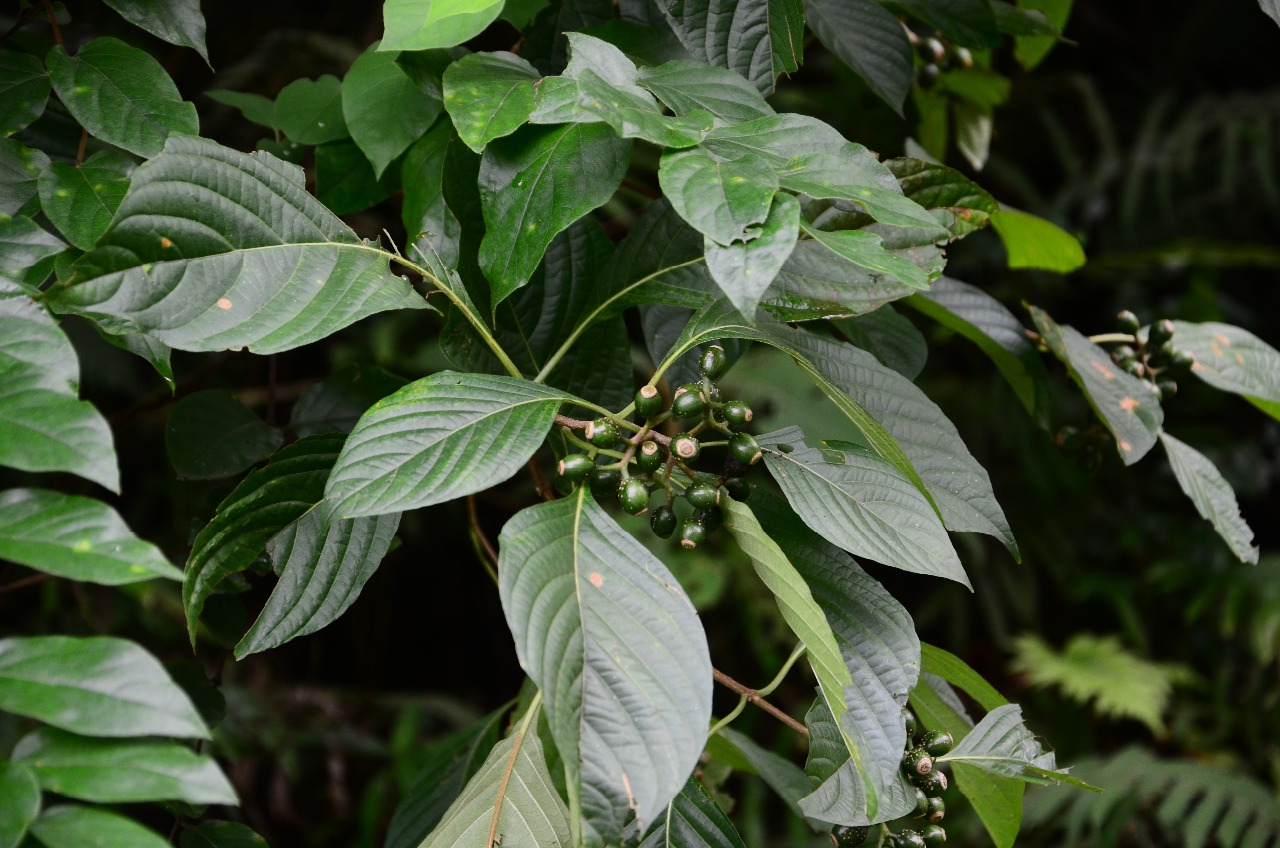 武夷山植物--大叶白纸扇(二)
