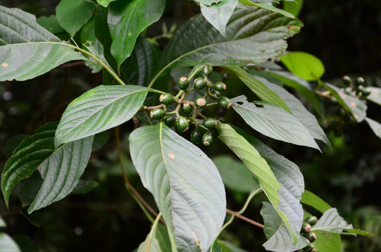 武夷山植物大叶白纸扇三
