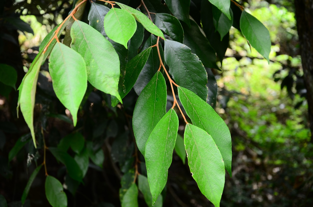 武夷山植物栓葉安息香二