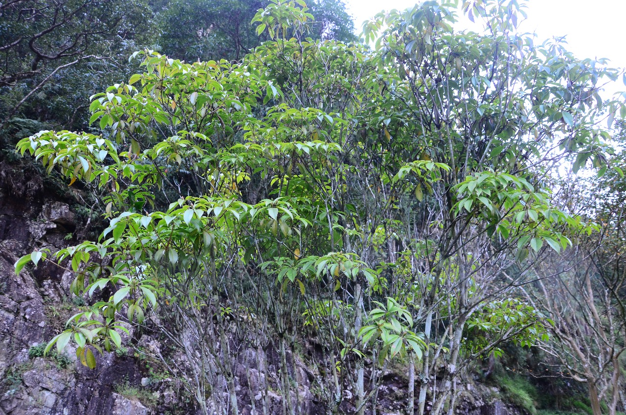 武夷山植物弯蒴杜鹃二