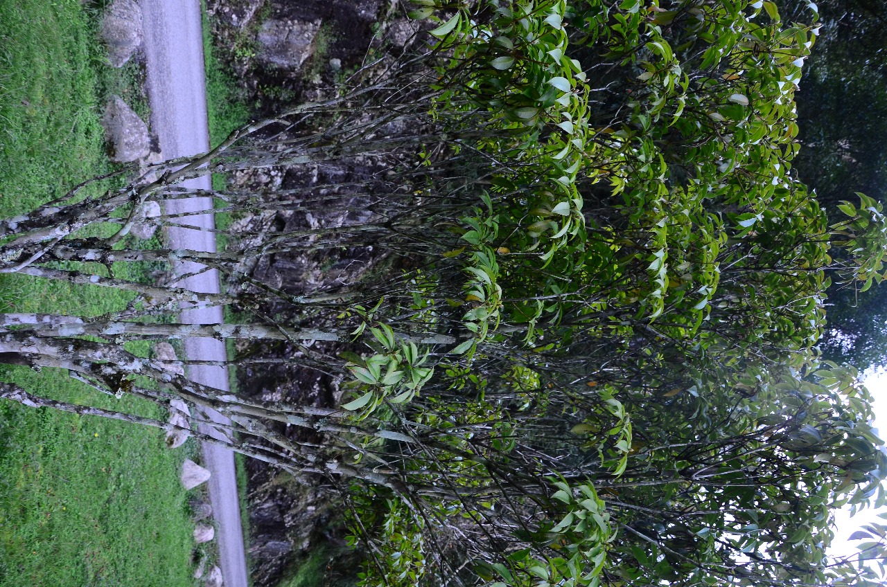 武夷山植物弯蒴杜鹃三