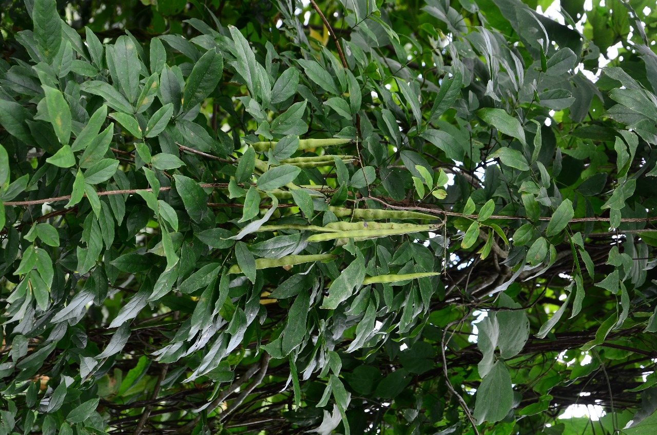 武夷山植物网络崖豆藤二