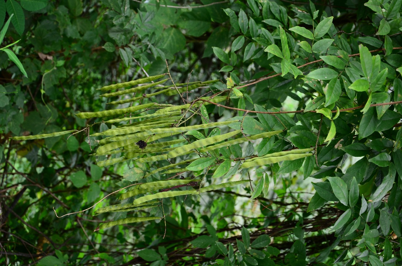 武夷山植物网络崖豆藤三