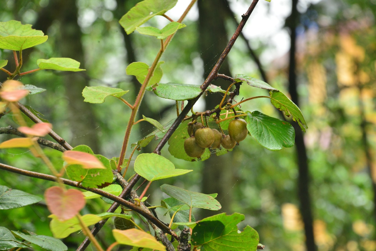 桃源洞植物--中华猕猴桃(二)