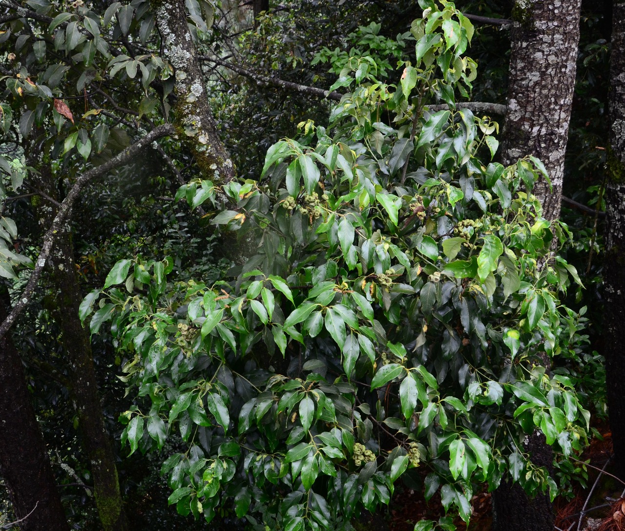 蒼山洱海植物包果柯三