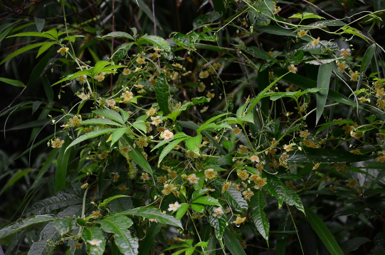 苍山洱海植物曲莲一