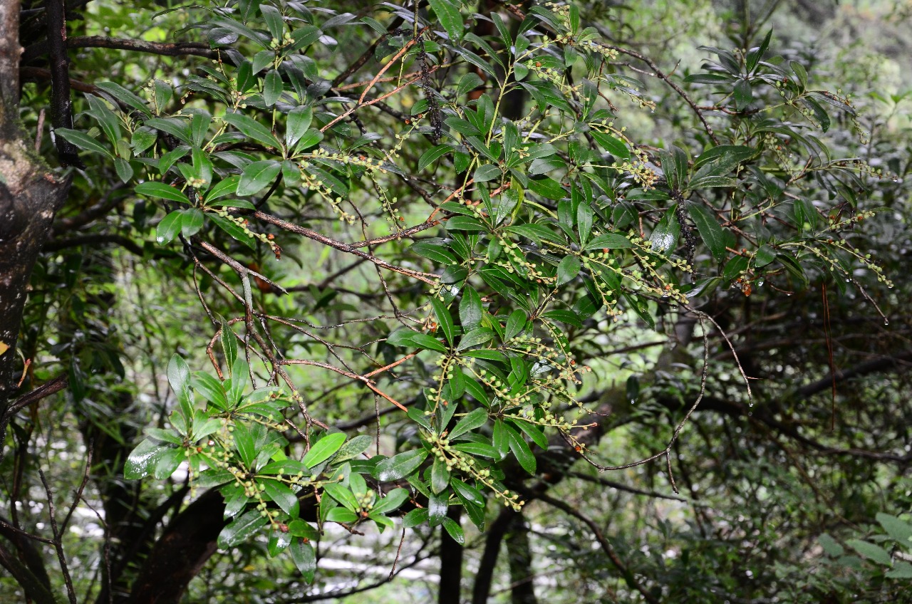苍山洱海植物美丽马醉木一