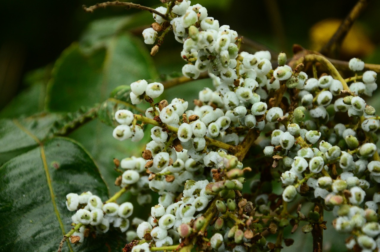 高望界植物盐肤木六