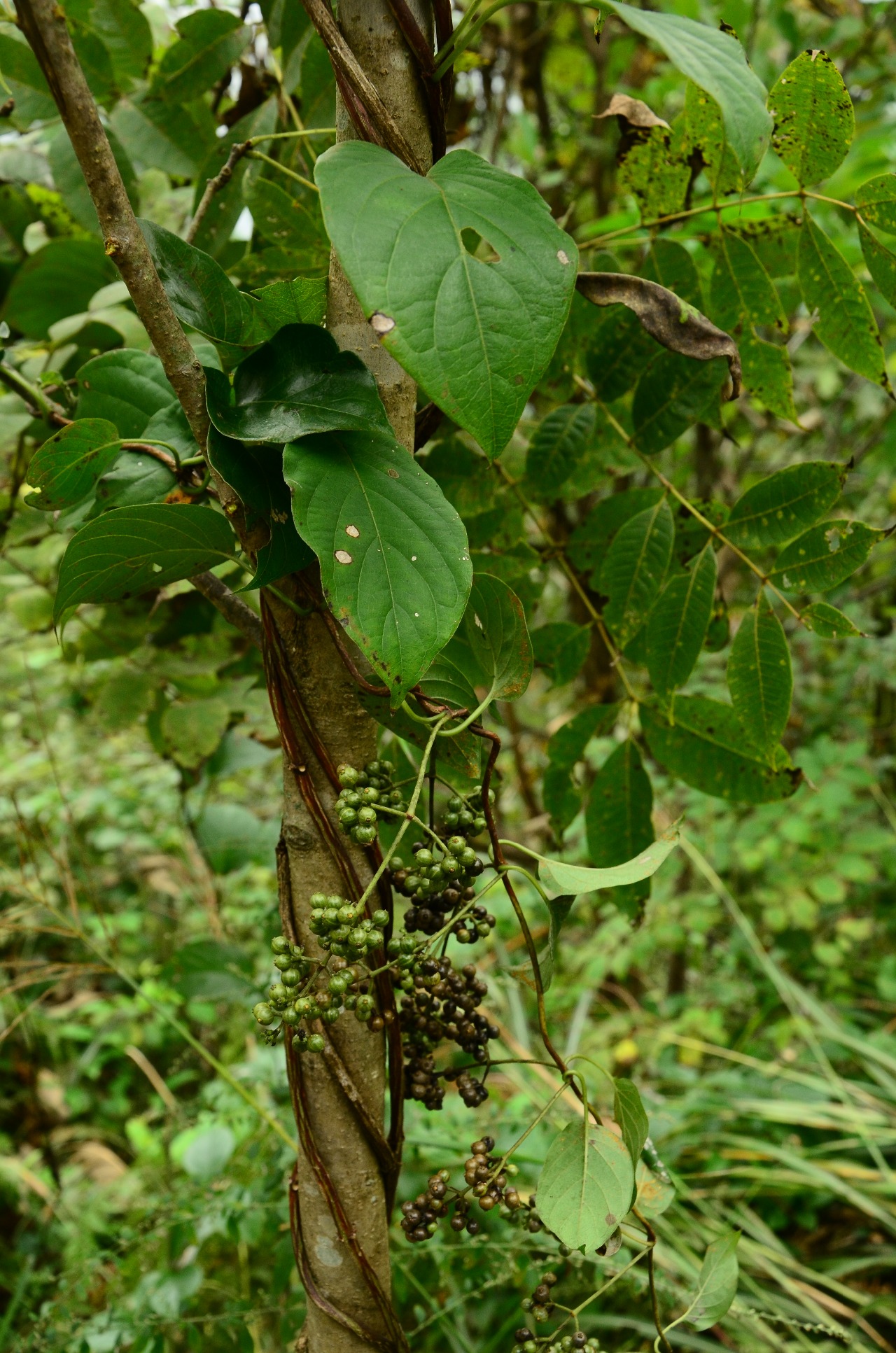 野生藤科植物大全图片图片