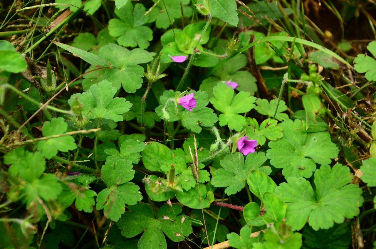 高望界植物尼泊尔老鹳草2