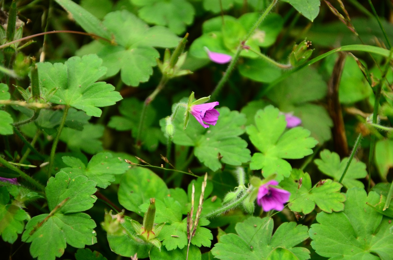 高望界植物尼泊尔老鹳草5