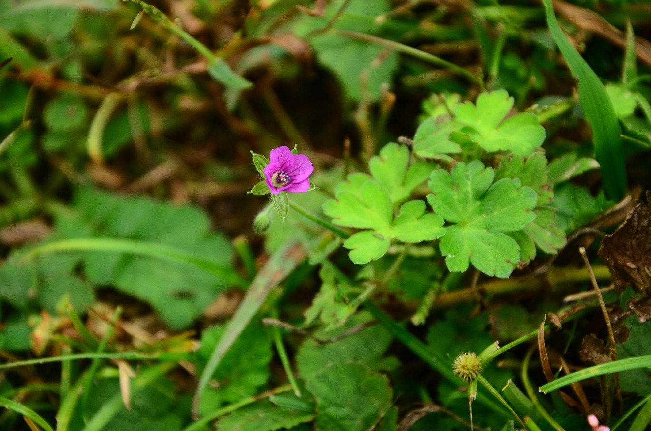 高望界植物尼泊尔老鹳草6