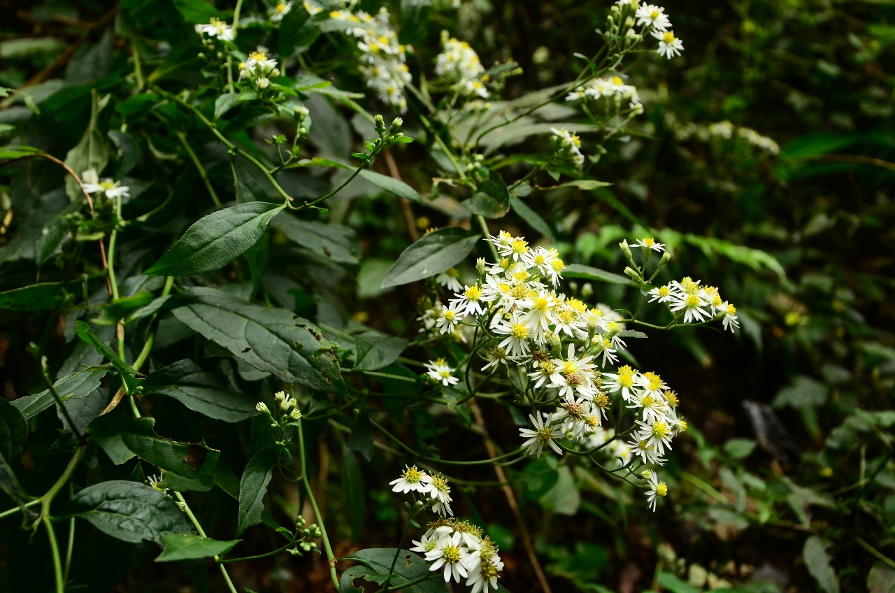 高望界植物--三脈紫菀4