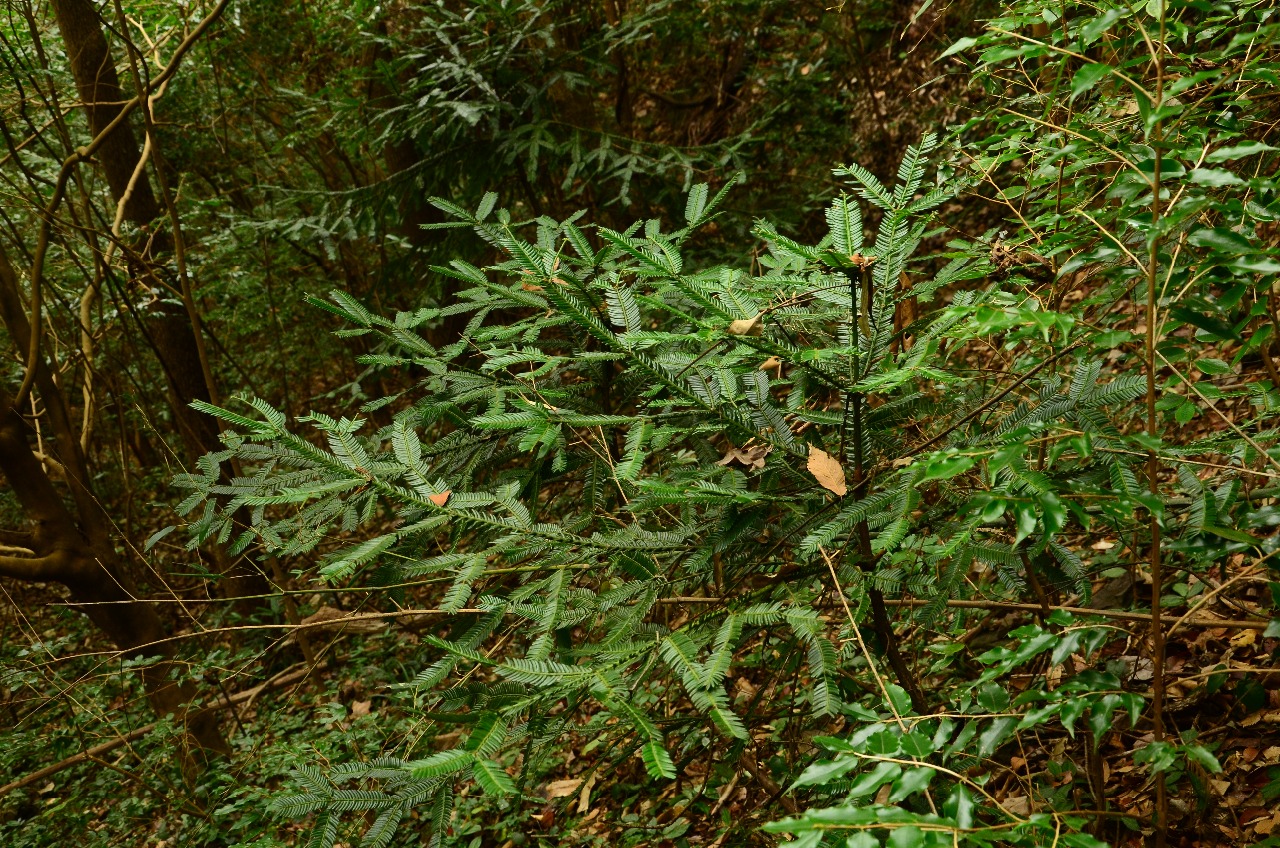 高望界植物篦子三尖杉6