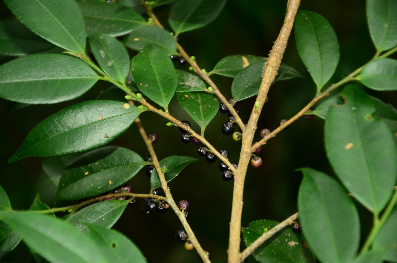 高望界植物毛枝格药柃4