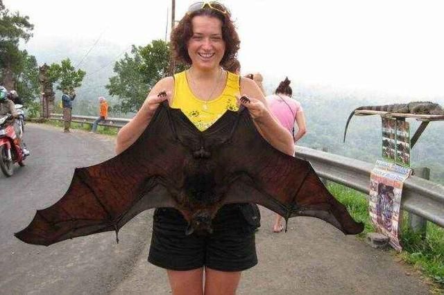 巨型蝙蝠王有多大图片