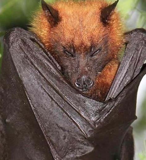 澳洲巨型蝙蝠图片