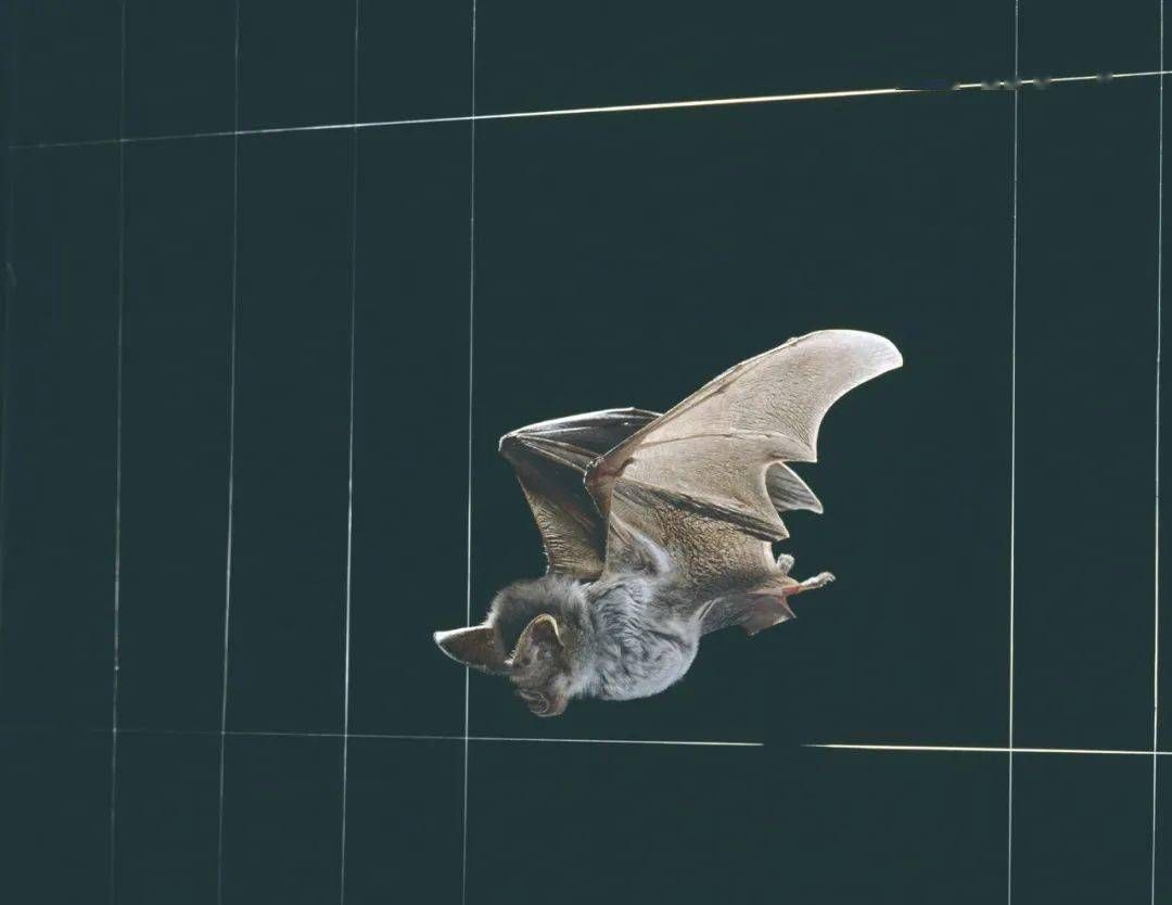 雷达的发明到底和蝙蝠有没有关系 
