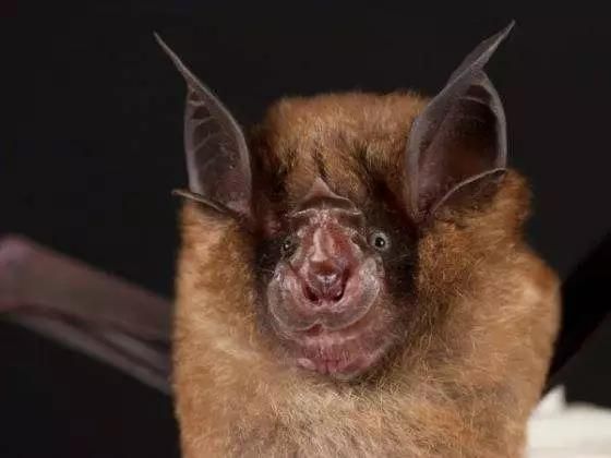 世界上有名的六种毒蝙蝠