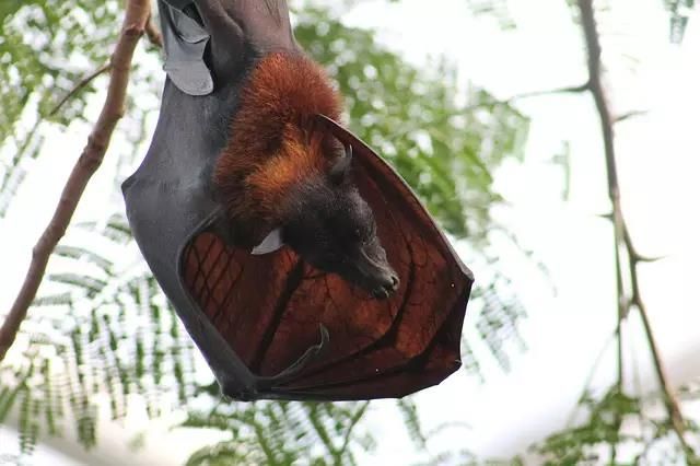 物种资讯 动物资讯狗头蝙蝠体型巨大,其双翼展开超过1