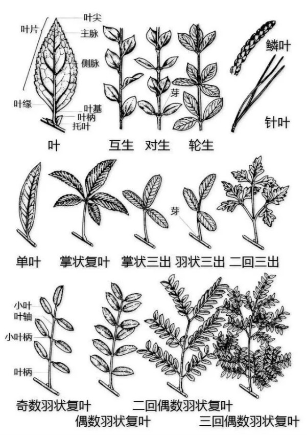 红叶李叶序类型图片