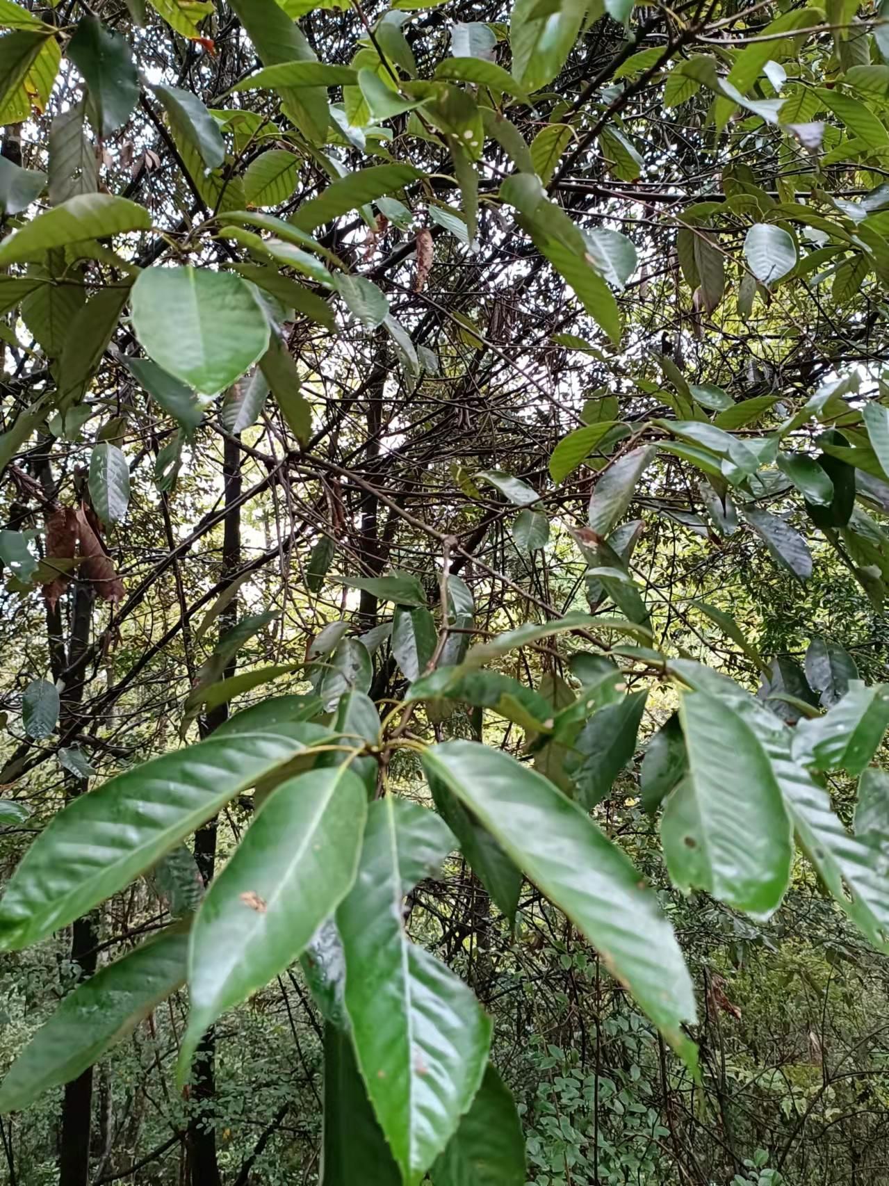 青冈栎药用价值图片