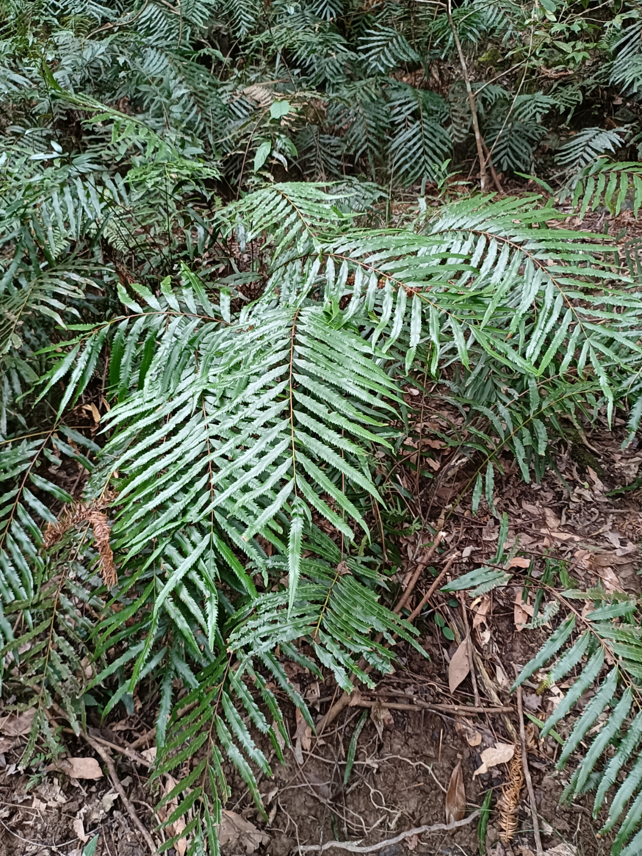 江西省赣江源自然保护区瑞金紫萁