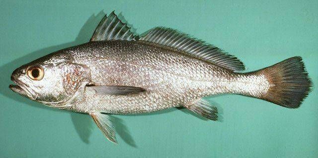 珠江鱼种类图片