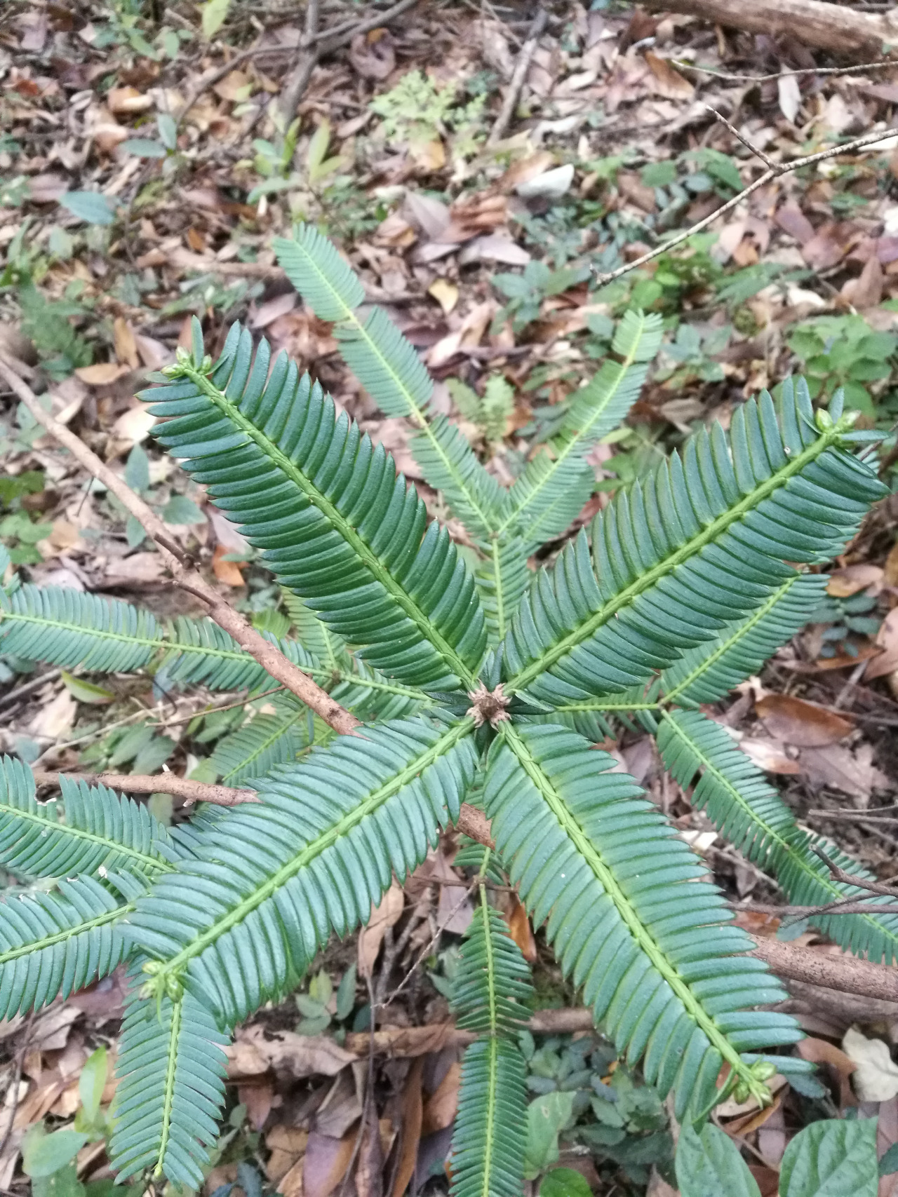 后河篦子三尖杉