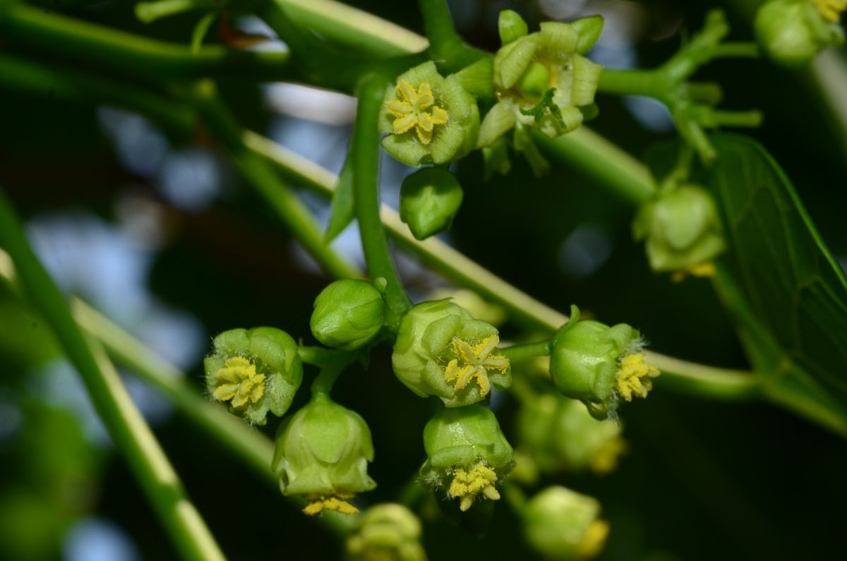 极具开发前景的能源植物麻风树在辰山植物园悄然绽放