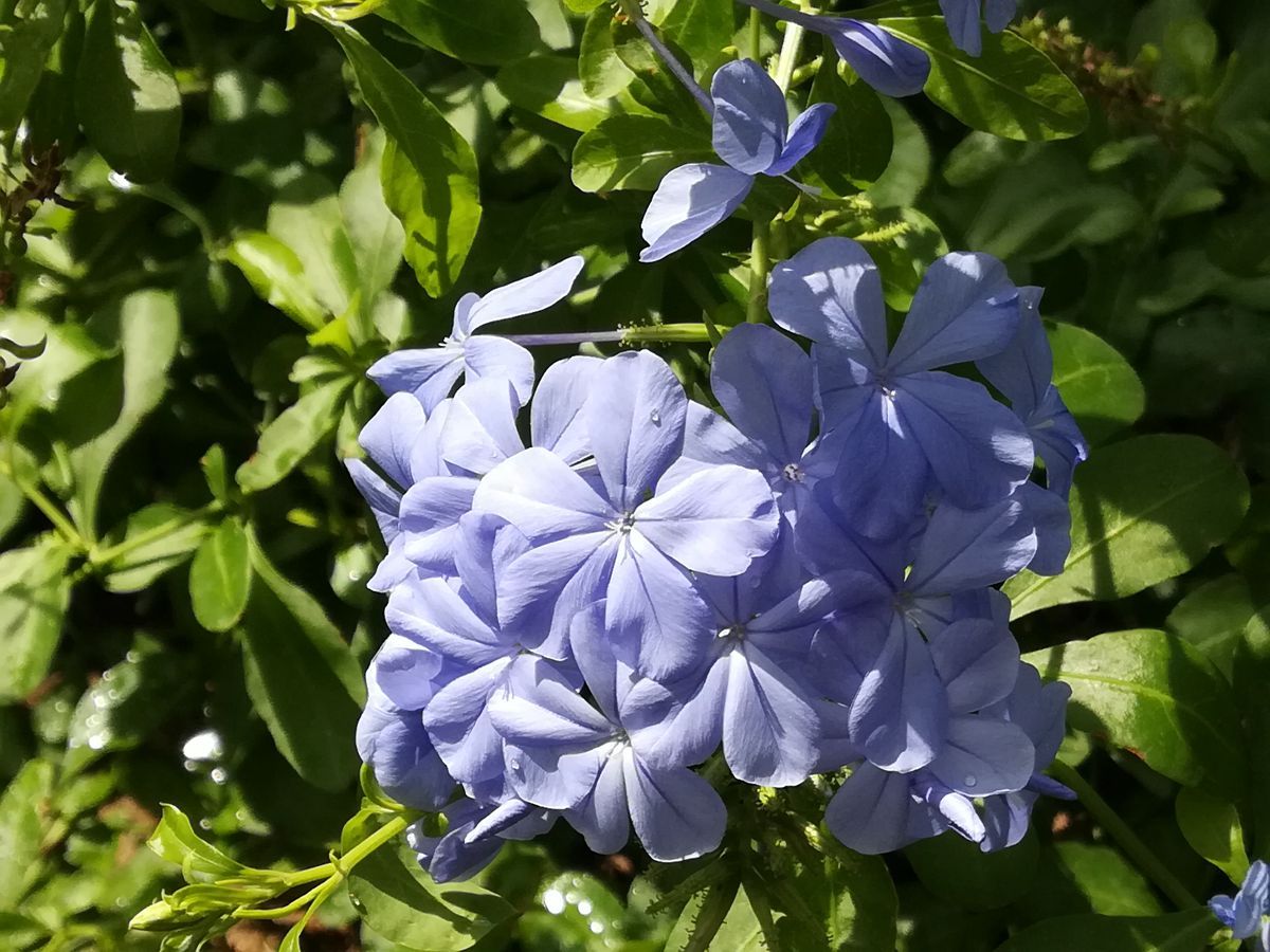 藍雪花夏日優雅綻放恰似一簾幽夢