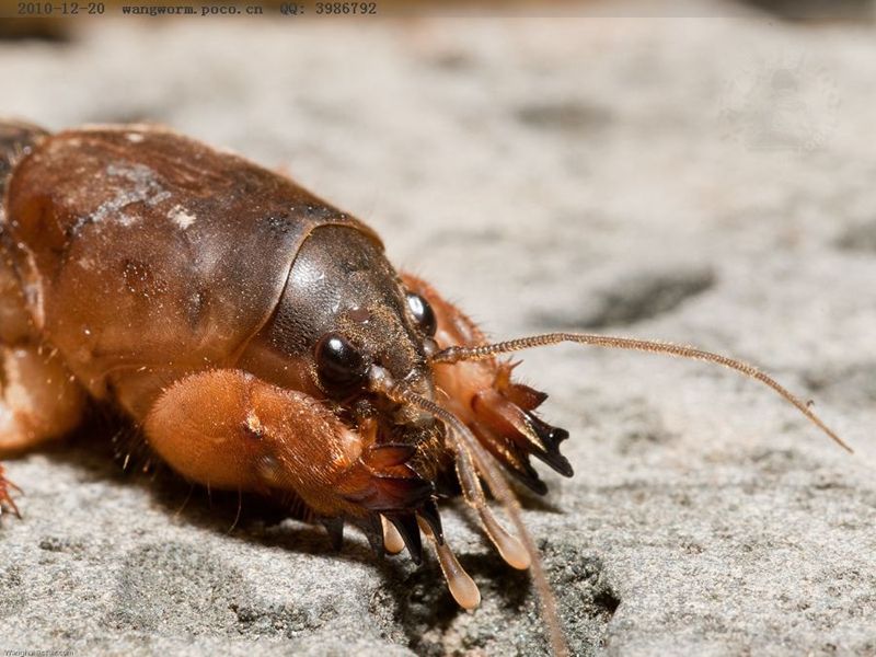 精灵之约丨暗访夜精灵听秋鸣虫之东方蝼蛄