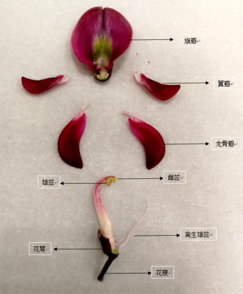 康乃馨花的解剖图图片