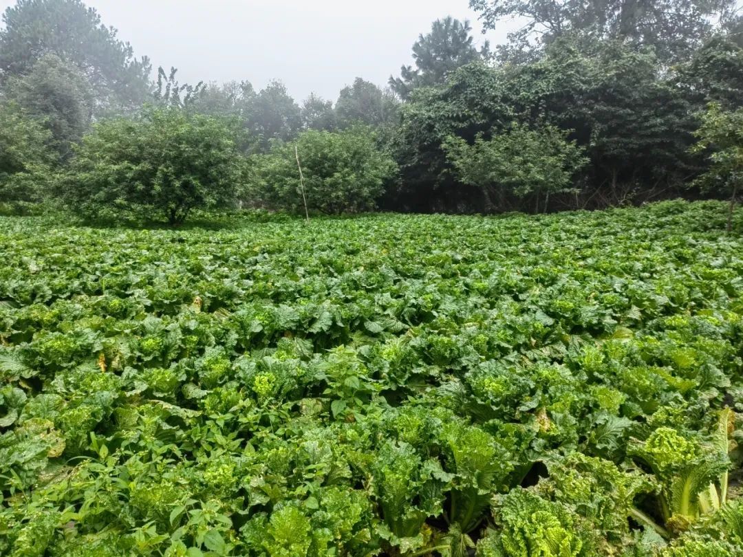 走进红宝苗族彝族乡广东湾村,一颗颗青翠欲滴的大白菜长在田间地头