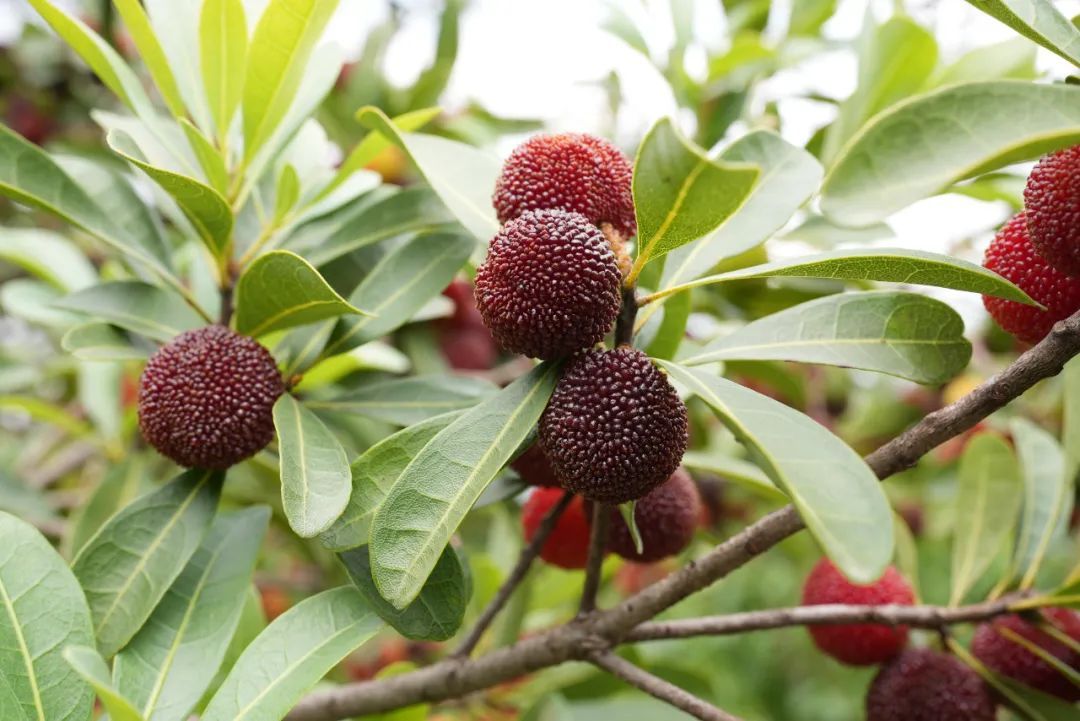 【富民文旅】57419中国旅游日,来富民摘杨梅,体研学,逛博物馆!