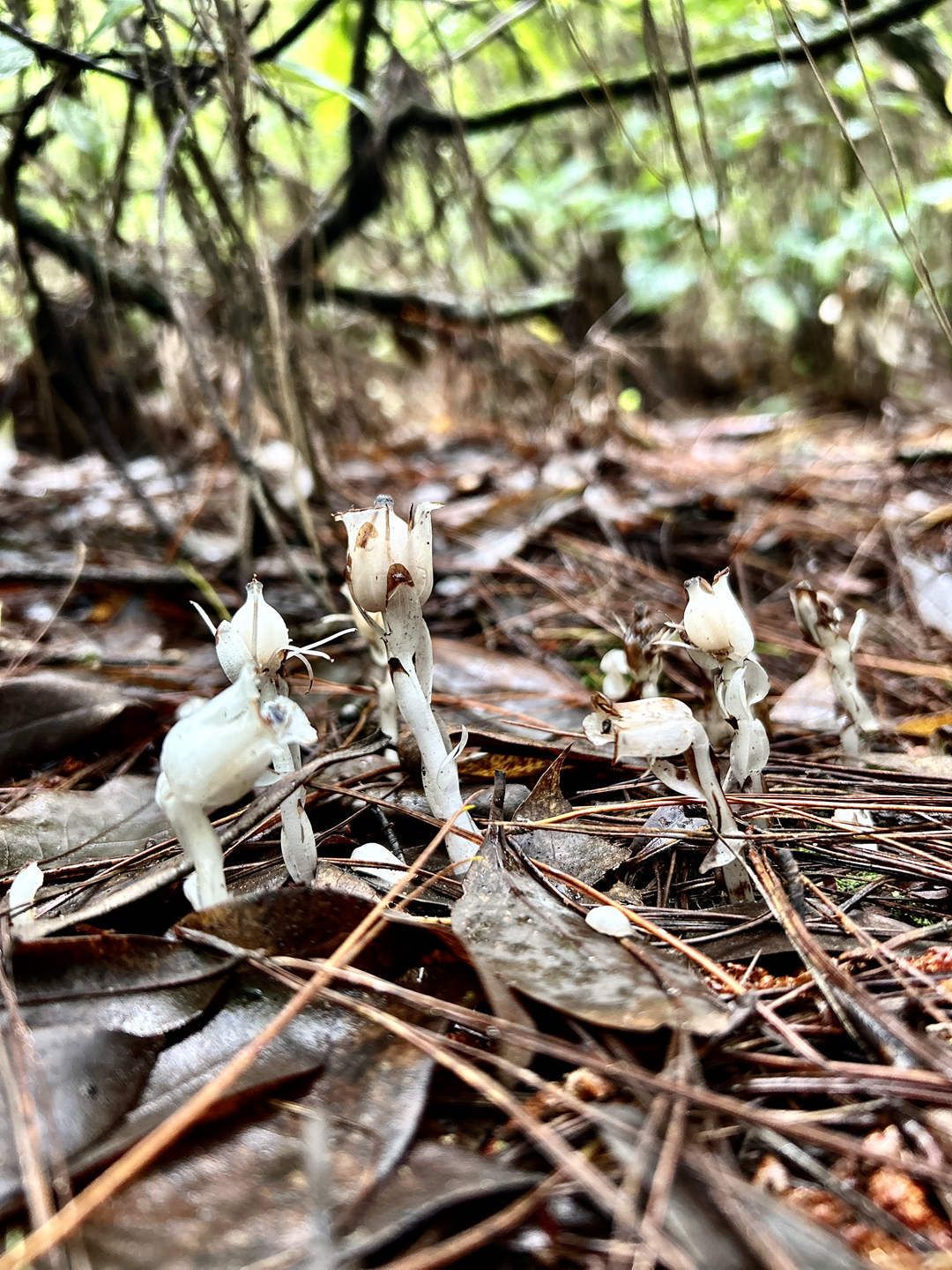生态云南 | 临沧凤庆鲁史发现国家近危级珍稀植物水晶兰