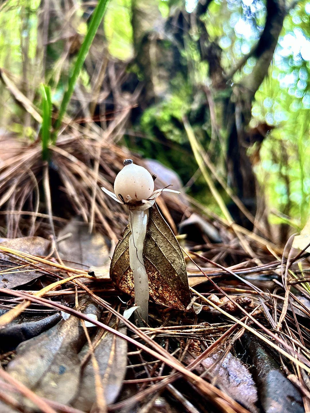 生态云南 | 临沧凤庆鲁史发现国家近危级珍稀植物水晶兰