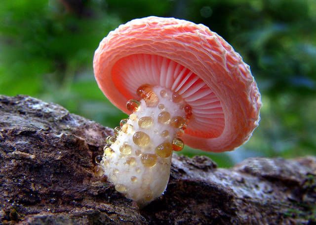 21种世界上最奇特的蘑菇