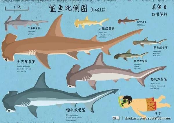 鲨鱼品种大全及图解图片