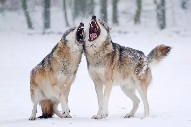 狼和狼狗图片
