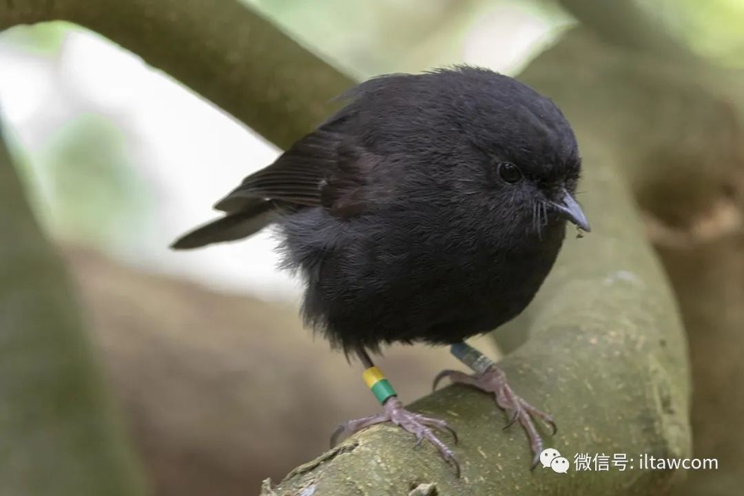 物种资讯 动物资讯查岛鸲鹟羽毛几乎全为棕黑色,眼睛深褐色,黑色的喙